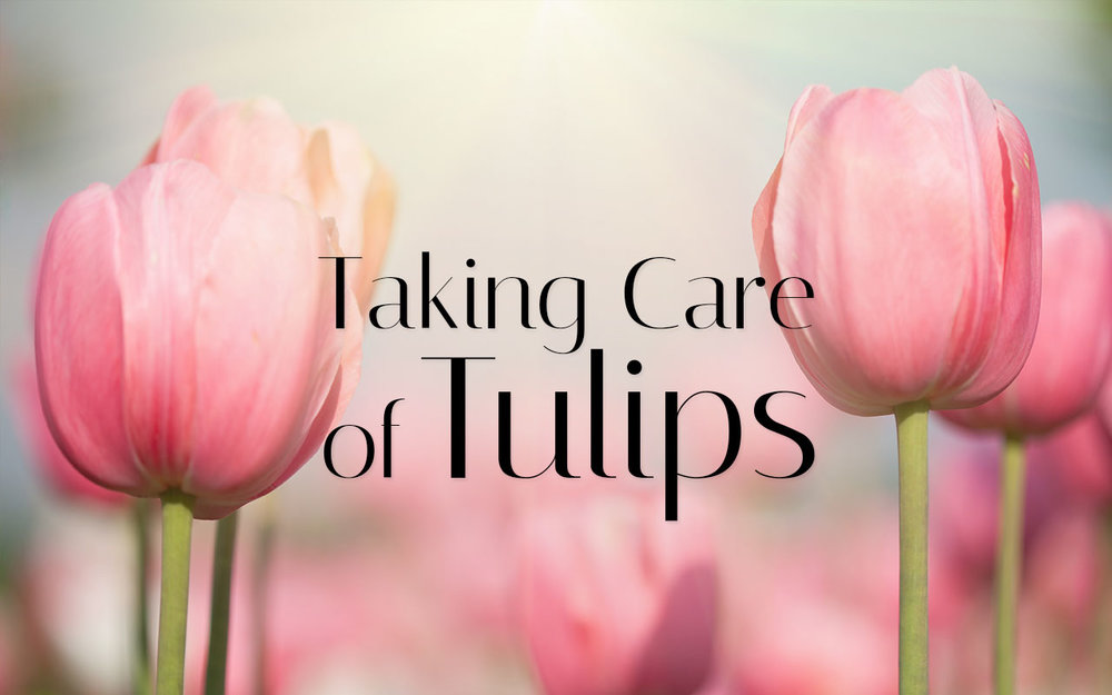 4-Taking-Care-of-Tulips.jpg